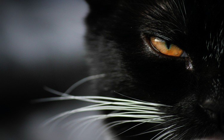 глаза, фон, кот, мордочка, усы, кошка, взгляд, eyes, background, cat, muzzle, mustache, look