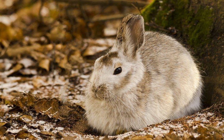 природа, кролик, животное, заяц, nature, rabbit, animal, hare