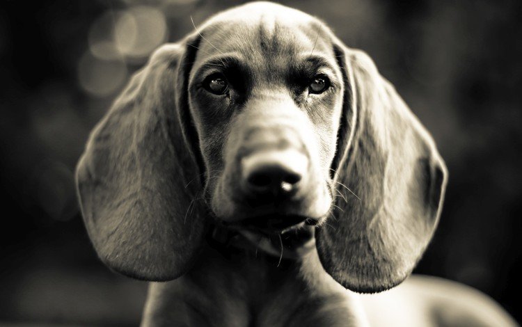 глаза, морда, взгляд, чёрно-белое, собака, уши, такса, eyes, face, look, black and white, dog, ears, dachshund