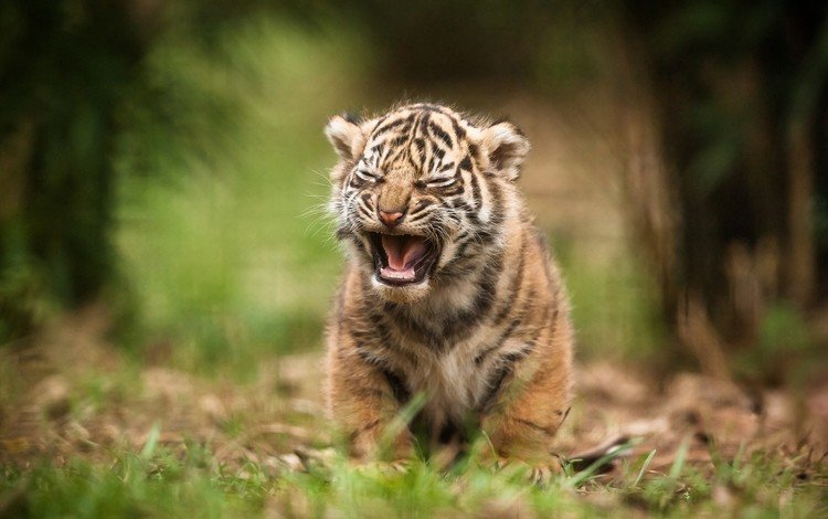 тигр, природа, тигренок, дикая кошка, детеныш, tiger, nature, wild cat, cub