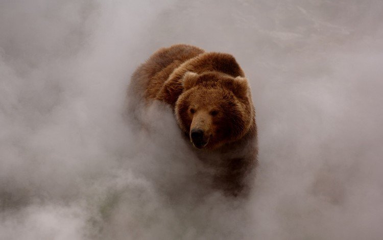 морда, туман, взгляд, медведь, бурый медведь, face, fog, look, bear, brown bear