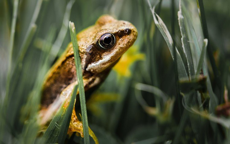 трава, лягушка, лягуха, жаба, земноводные, grass, frog, toad, amphibians