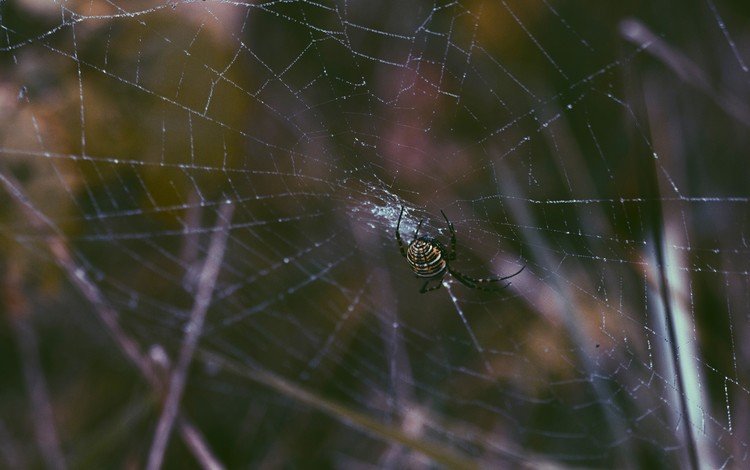 роса, паук, паутина, крупным планом, членистоногие, rosa, spider, web, closeup, arthropods