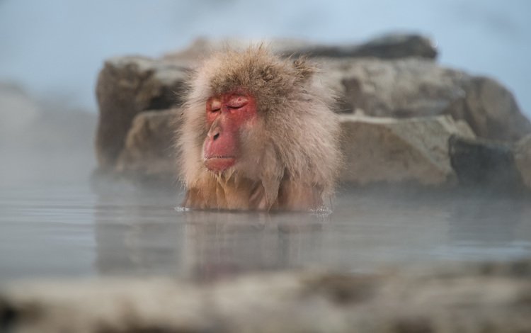 вода, обезьяна, примат, макака, закрытые глаза, японский макак, water, monkey, the primacy of, closed eyes, japanese macaques