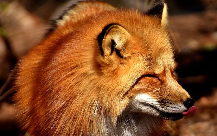 морда, рыжая, лиса, хищник, лисица, язык, face, red, fox, predator, language