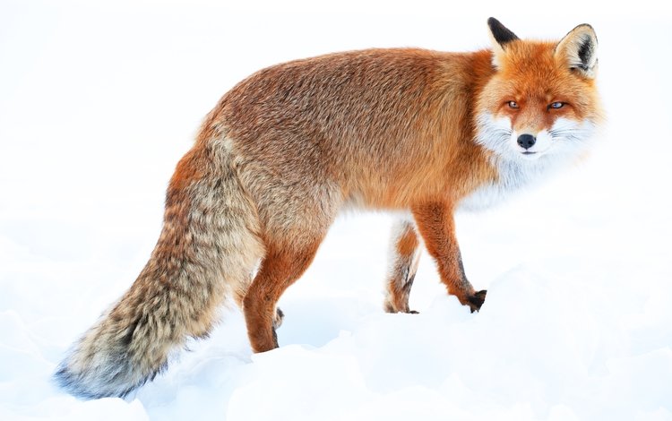 зима, рыжая, лиса, хвост, winter, red, fox, tail