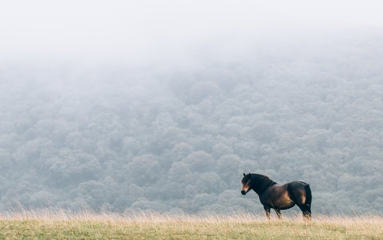 лошадь, природа, туман, поле, конь, грива, horse, nature, fog, field, mane