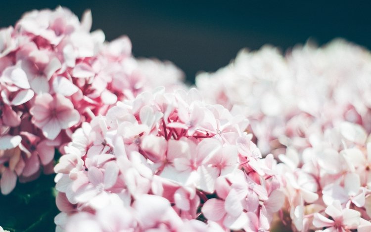 цветы, лепестки, размытость, розовые цветы, соцветия, гортензия, flowers, petals, blur, pink flowers, inflorescence, hydrangea