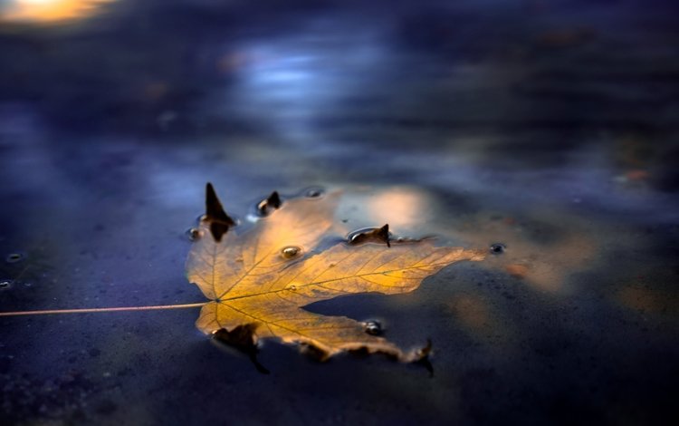 вода, осень, лист, улица, кленовый лист, water, autumn, sheet, street, maple leaf