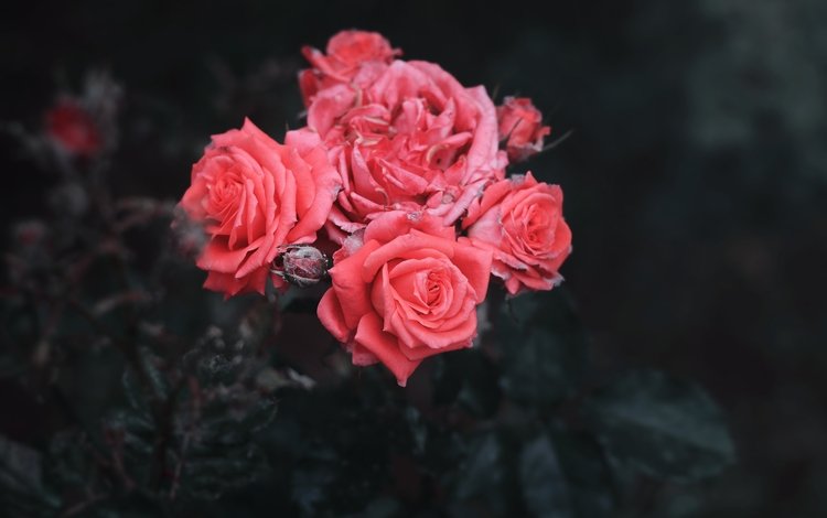 цветы, бутоны, розы, лепестки, черный фон, куст, flowers, buds, roses, petals, black background, bush