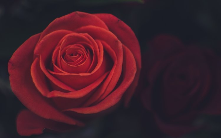цветок, роза, лепестки, крупный план, красная роза, flower, rose, petals, close-up, red rose