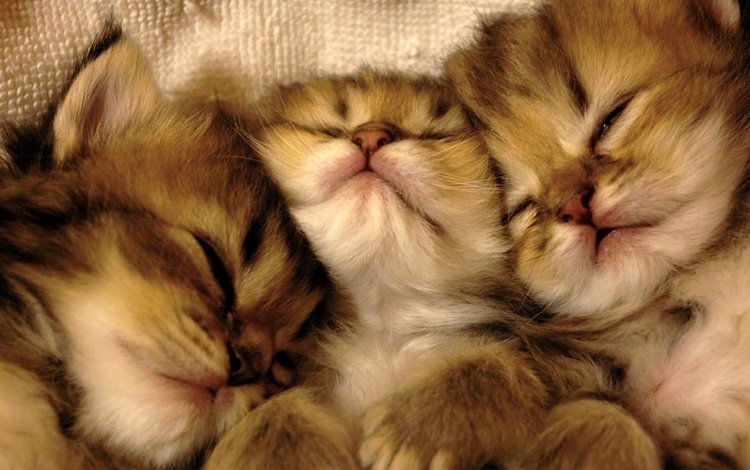 сон, кошки, котята, мордочки, милые, sleep, cats, kittens, faces, cute