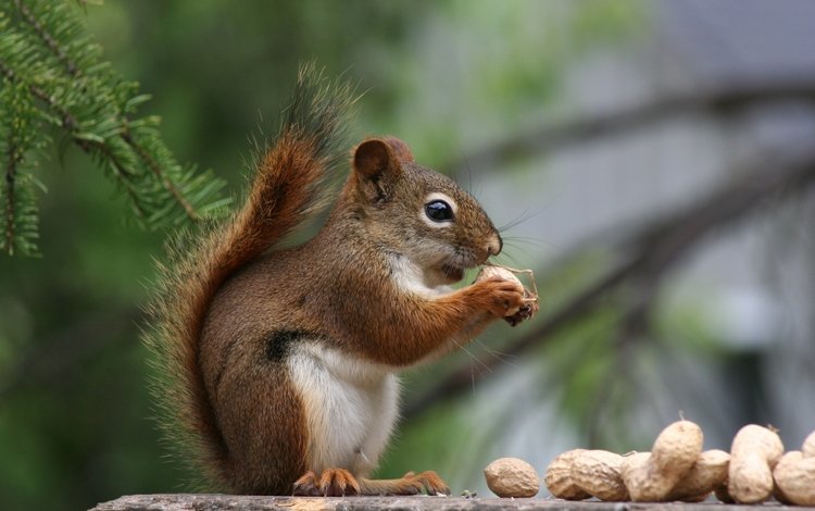 орехи, хвоя, профиль, белка, хвост, арахис, белочка, nuts, needles, profile, protein, tail, peanuts, squirrel