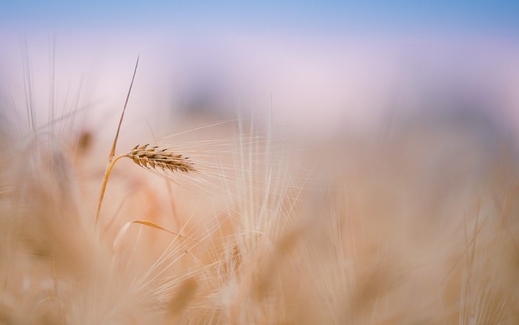 небо, растения, поле, размытость, колосья, пшеница, стебли, the sky, plants, field, blur, ears, wheat, stems