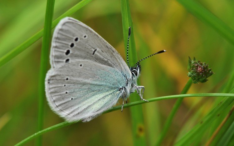 трава, макро, бабочка, крылья, насекомые, голубянка, grass, macro, butterfly, wings, insects, blue