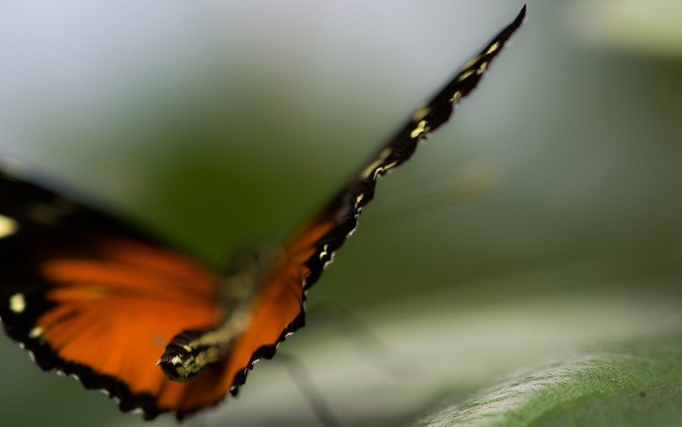 природа, макро, бабочка, крылья, насекомые, размытость, nature, macro, butterfly, wings, insects, blur