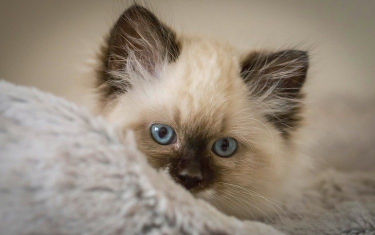 кошка, котенок, голубоглазый, котги, малайский, cat, kitty, blue-eyed, kothi, malay