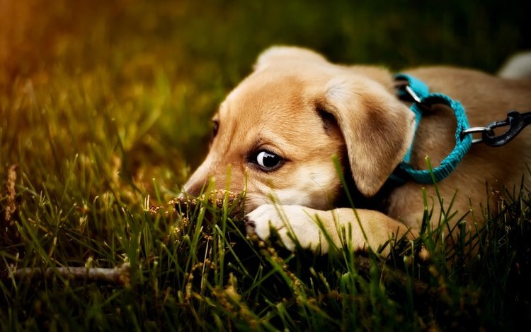 глаза, мордашка, трава, ветка, природа, взгляд, собака, лежит, щенок, eyes, face, grass, branch, nature, look, dog, lies, puppy