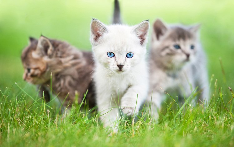 глаза, трава, взгляд, коты, кошки, котята, rita kochmarjova, eyes, grass, look, cats, kittens