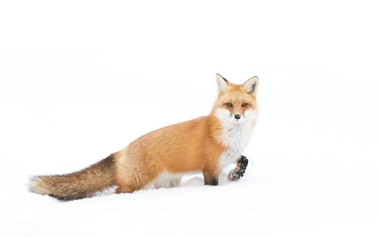 снег, зима, взгляд, лиса, лисица, хвост, jim cumming, snow, winter, look, fox, tail