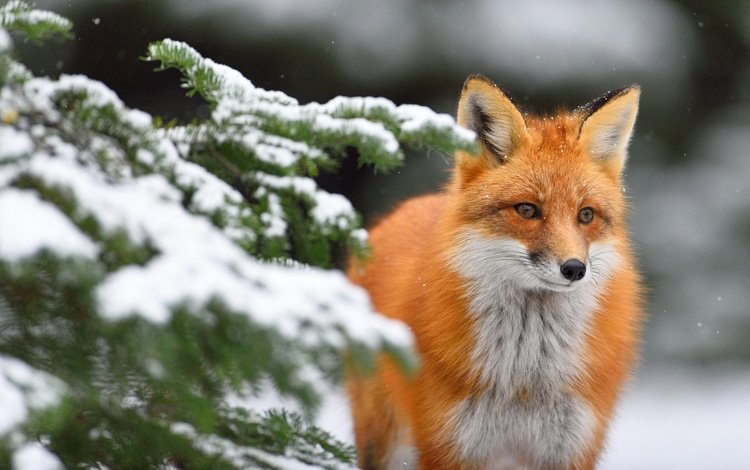 снег, хвоя, зима, ветки, взгляд, лиса, лисица, snow, needles, winter, branches, look, fox