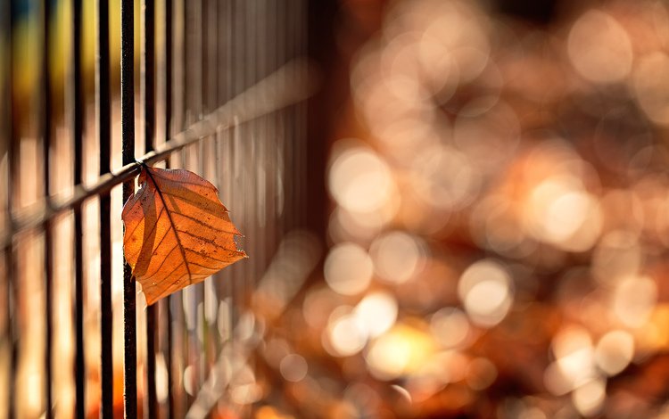 макро, осень, забор, лист, боке, mirai.takahashi, macro, autumn, the fence, sheet, bokeh