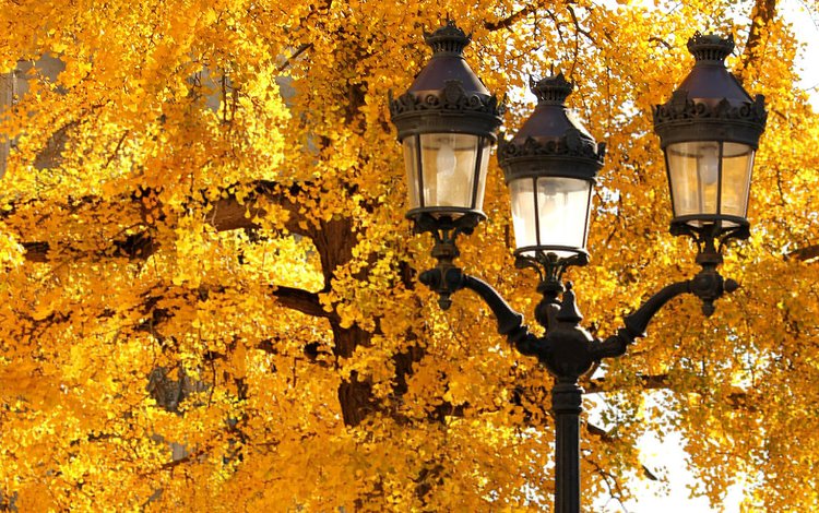 дерево, листья, макро, осень, фонарь, tree, leaves, macro, autumn, lantern