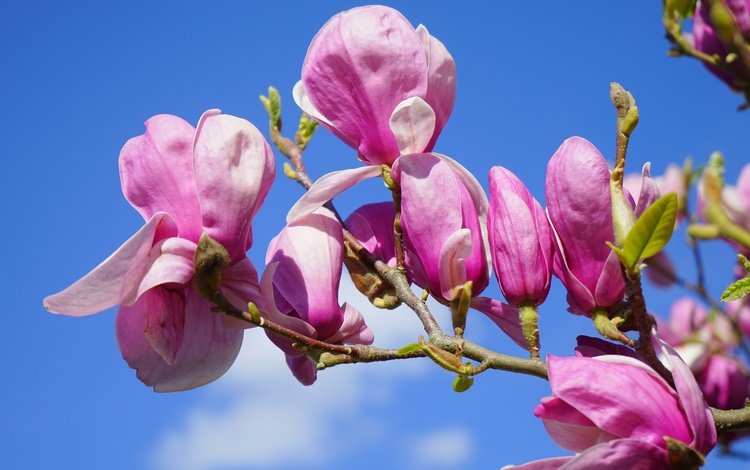 небо, магнолия, цветы, цветение, бутоны, ветки, лепестки, весна, розовые, the sky, magnolia, flowers, flowering, buds, branches, petals, spring, pink