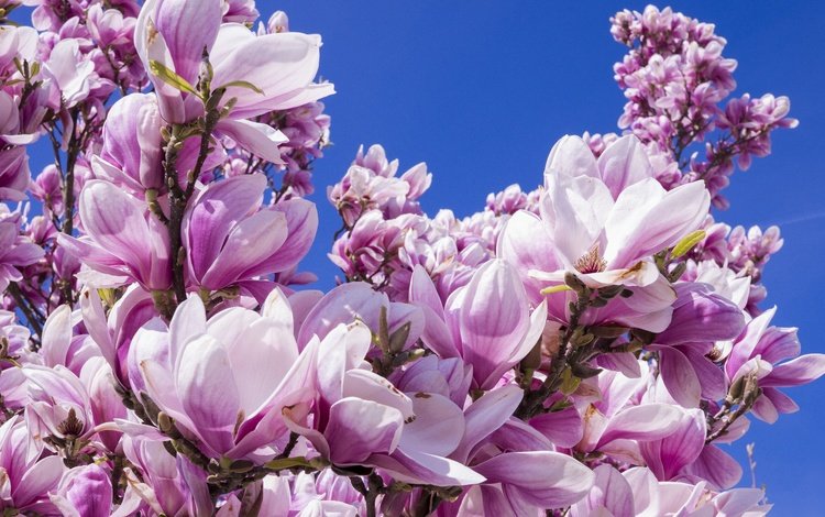 небо, магнолия, цветы, дерево, цветение, бутоны, ветки, лепестки, весна, the sky, magnolia, flowers, tree, flowering, buds, branches, petals, spring