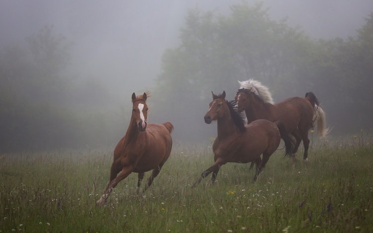 лошади, трава, кони, деревья, природа, утро, туман, поле, лето, луг, horse, grass, horses, trees, nature, morning, fog, field, summer, meadow