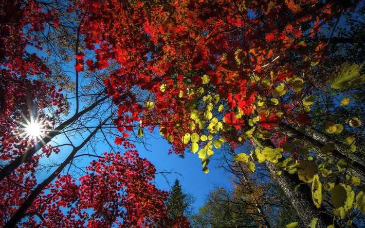 небо, деревья, природа, лес, листья, осень, vitaly berkov, the sky, trees, nature, forest, leaves, autumn