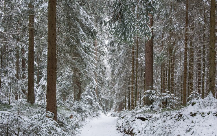 деревья, guido de kleijn, река, снег, природа, лес, зима, стволы, тропинка, trees, river, snow, nature, forest, winter, trunks, path