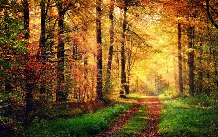дорога, деревья, природа, лес, осень, солнечные лучи, road, trees, nature, forest, autumn, the sun's rays