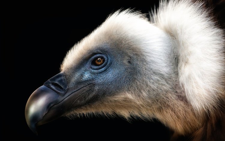 птица, клюв, черный фон, перья, стервятник, bird, beak, black background, feathers, vulture