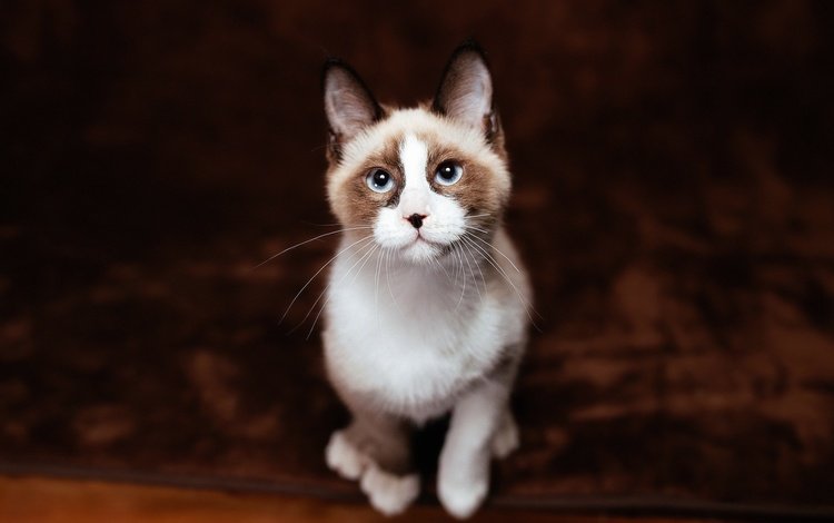 фон, рэгдолл, кот, кошка, взгляд, котенок, сидит, мордашка, голубые глаза, ковер, carpet, background, ragdoll, cat, look, kitty, sitting, face, blue eyes