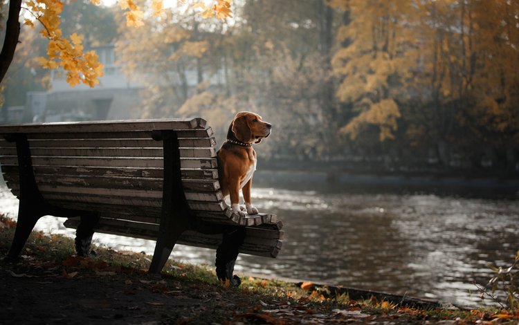 деревья, листья, парк, осень, собака, скамейка, бигль, trees, leaves, park, autumn, dog, bench, beagle