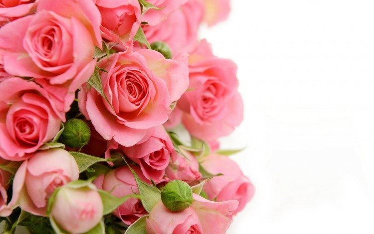 цветы, бутоны, розы, бутон, букет, flowers, buds, roses, bud, bouquet