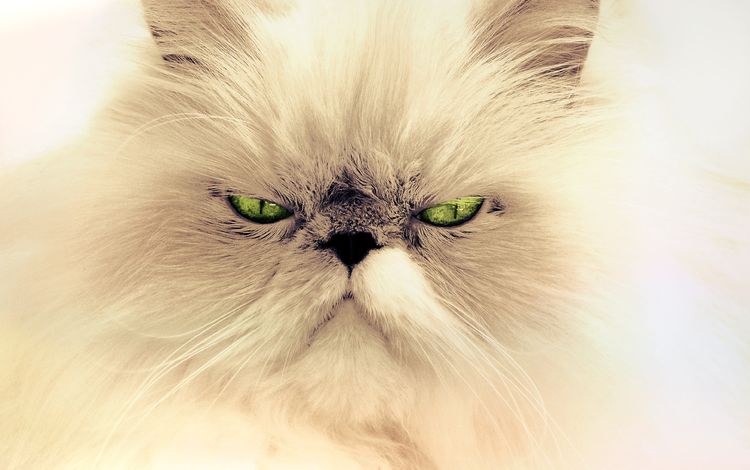 глаза, фон, усы, кошка, взгляд, персидская кошка, eyes, background, mustache, cat, look, persian cat
