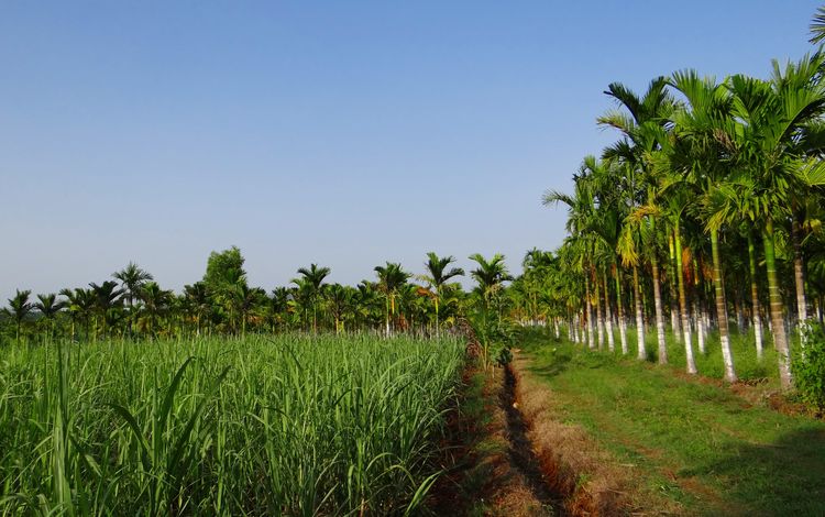 трава, пальмы, плантации, урожай дорожка, grass, palm trees, plantation, vintage track