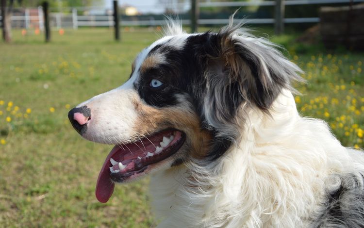 собака, голубые глаза, язык, австралийская овчарка, dog, blue eyes, language, australian shepherd