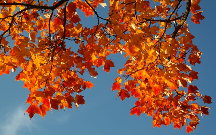 небо, ветка, листья, осень, the sky, branch, leaves, autumn