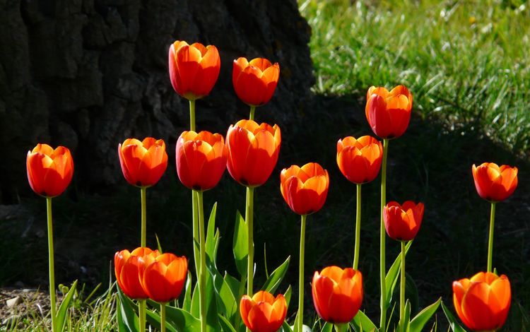 цветы, трава, красные, весна, тюльпаны, flowers, grass, red, spring, tulips