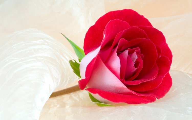цветок, роза, бутон, ткань, крупный план, красная роза, flower, rose, bud, fabric, close-up, red rose