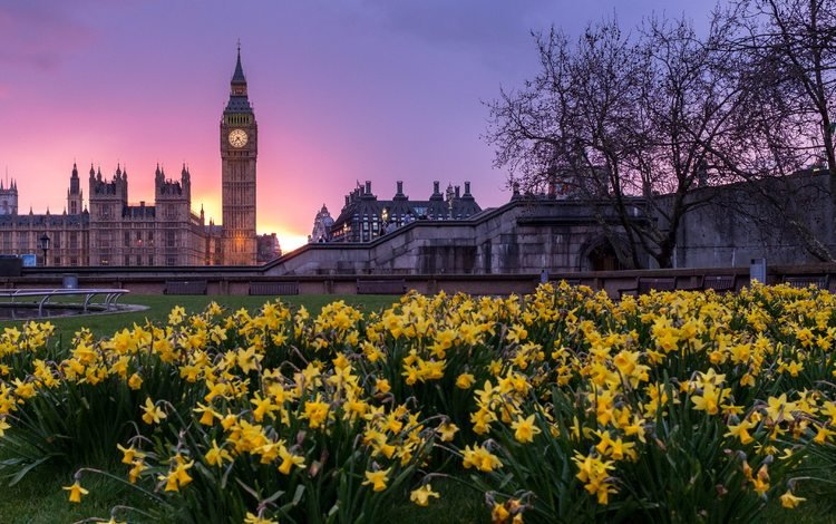 цветы, закат, лондон, здания, биг-бен, парламент, flowers, sunset, london, building, big ben, parliament