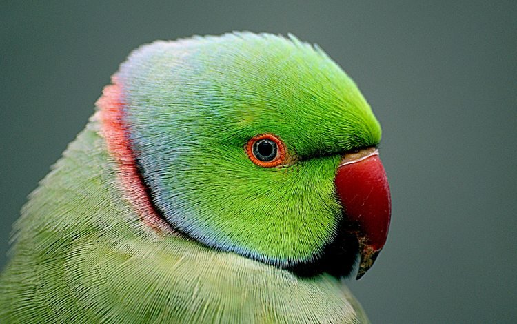 птица, клюв, попугай, крупным планом, индийский кольчатый попугай, bird, beak, parrot, closeup, indian ringed parrot