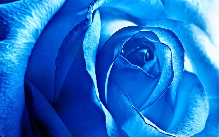 цветок, роза, лепестки, синяя роза, крупным планом, flower, rose, petals, blue rose, closeup