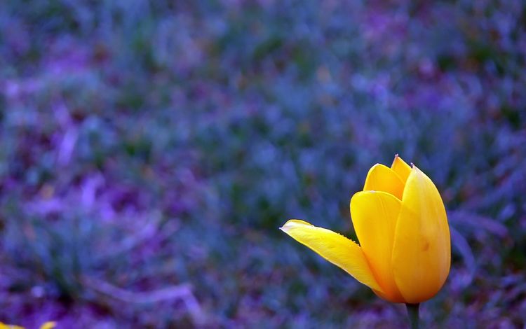 желтый, цветок, лепестки, размытость, тюльпан, yellow, flower, petals, blur, tulip