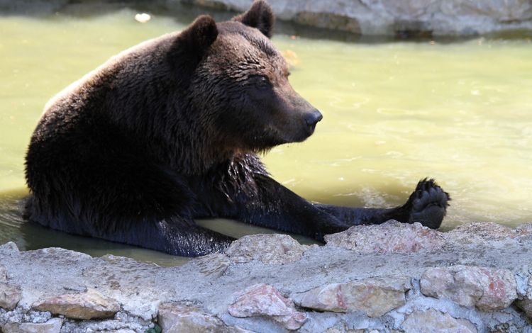 вода, камни, медведь, хищник, животное, мех, water, stones, bear, predator, animal, fur