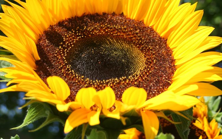 желтый, цветок, лепестки, подсолнух, крупным планом, yellow, flower, petals, sunflower, closeup