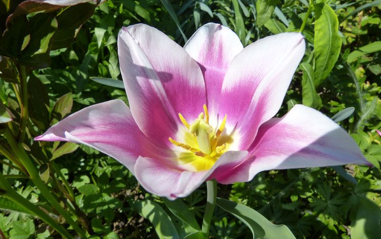 цветок, весна, тюльпан, flower, spring, tulip